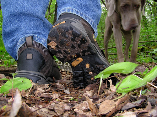 Can Japanese Knotweed Spread on Shoes
